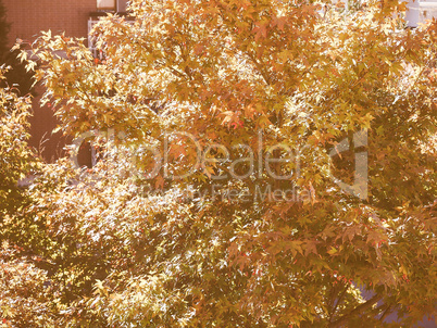 Retro looking Red maple tree