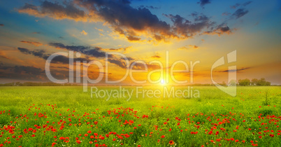 Field with poppies and sunrise