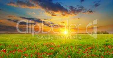 Field with poppies and sunrise