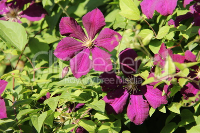 Clematis