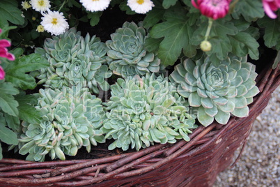 Echeveria