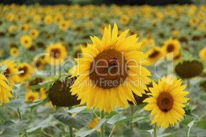 Sunflower