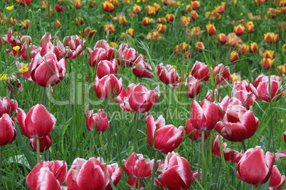 Tulips