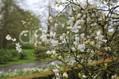 Spring flowering