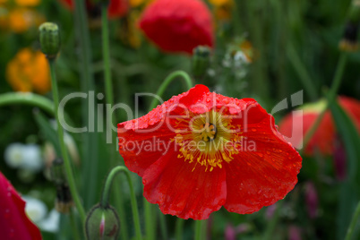 Red poppy flowers