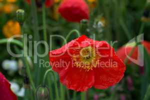 Red poppy flowers