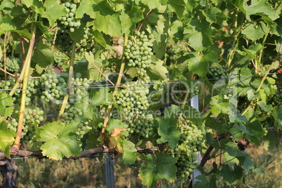 Grapes