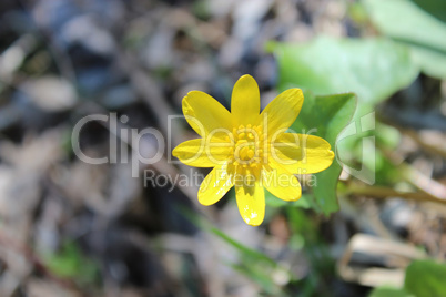 flowers of Lesser celandine