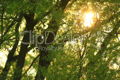 sunset through the branches of willow