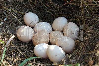 Nest of the hen with three eggs
