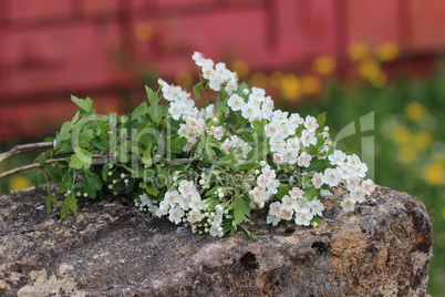 Spring flowering