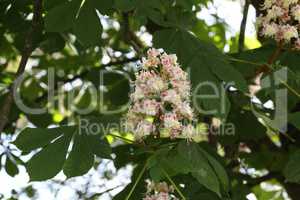 Flowering chestnuts