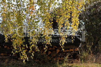 Birch foliage