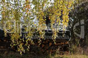 Birch foliage