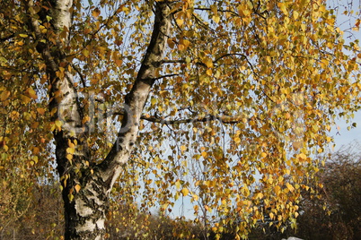 Birch foliage