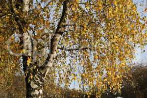 Birch foliage