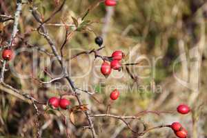 Rosehip