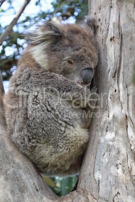 Koala (Phascolarctos cinereus)