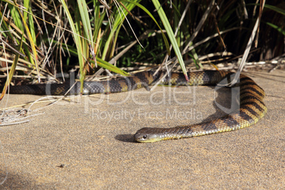 Gewöhnliche Tigerotter (Notechis scutatum)