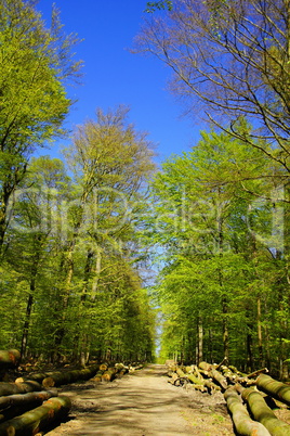 Wald im Frühling, Forest in spring