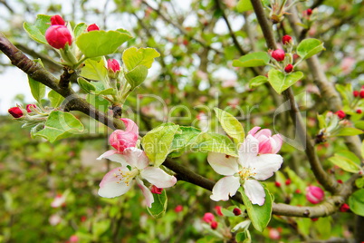 rosa weisse Apfelknospen Makro