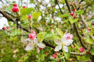 rosa weisse Apfelknospen Makro