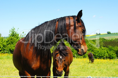 Pferde auf der Weide, Horses on pasture