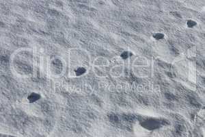 Dogs imprint on the snow