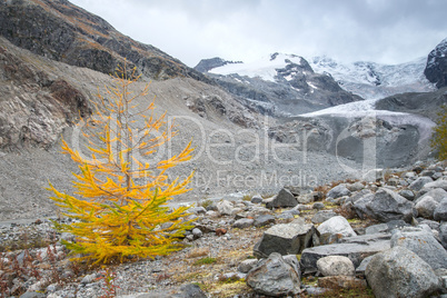 Einsame Lärche beim Morteratschgletscher