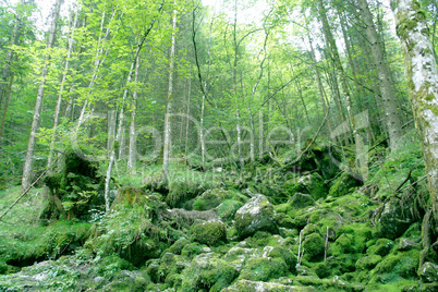 Grüner Wald mit vermoosten Steinen