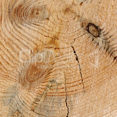 wood texture with growth rings