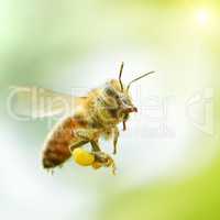 flying honey bee in sunlight