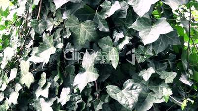Ivy bush in Wind with 50 FPS