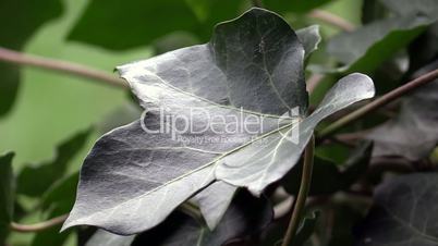 Ivy leaf in Wind with 50 FPS