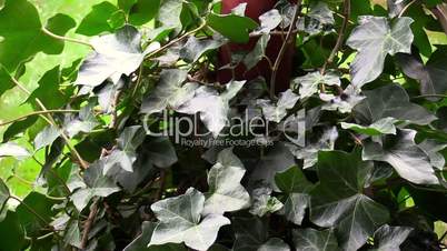 Ivy bush in Wind with 50 FPS