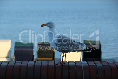 seagull on Stones