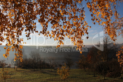 Birch foliage