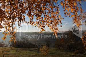 Birch foliage