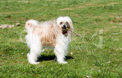 Chinese Crested Dog