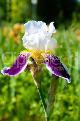 Blue irises