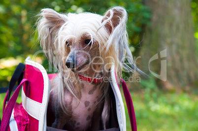 Chinese Crested Dog