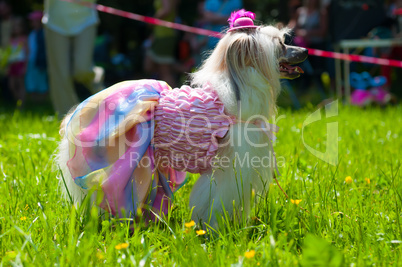 Chinese Crested Dog