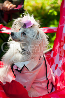 Chinese Crested Dog