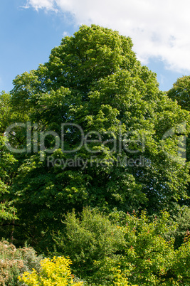 forest sunny summer day