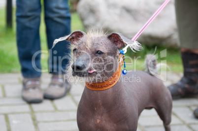 Mexican hairless dog