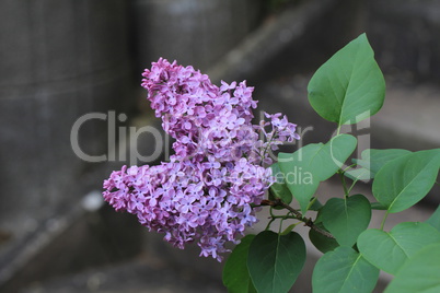 Lilac