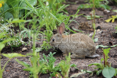 Rabbit