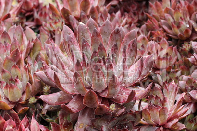 Sempervivum flower