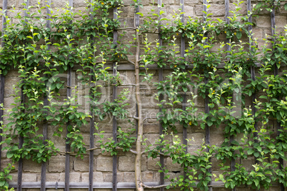 Apple on the wall