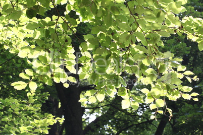 Green leaves in sunlight